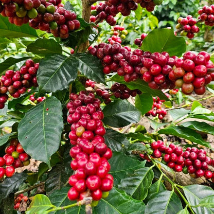 NEW Montegrande Peru - Fairtrade Organic certified - Available 07.24.2026